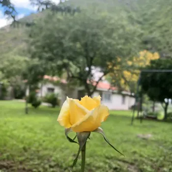 Rosa amarilla