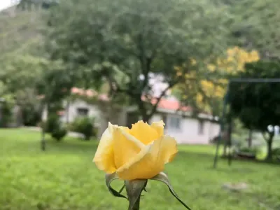 Rosa amarilla